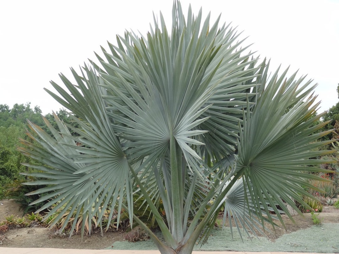 希少なエキゾチックなシルバーパーム、ビスマルキア・ノビリス 5粒