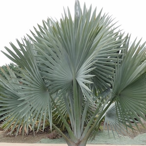 Può includere: Una palma blu argento con più fronde, che cresce in un giardino.