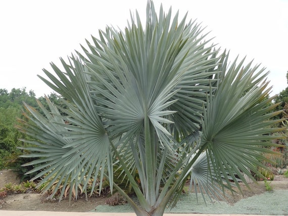 Rare Exotic Silver Palm Bismarckia Nobilis 5 Seeds - Etsy Canada