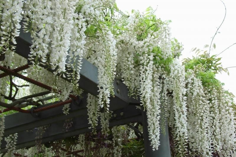 Japanese White Wisteria 5 Seeds Etsy