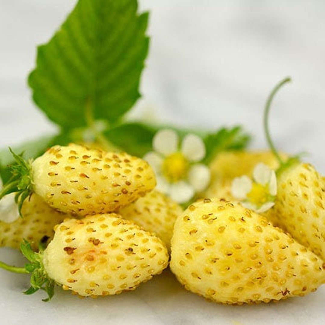 Fini - Caramelle Fragola Selvatica - Kg. 1