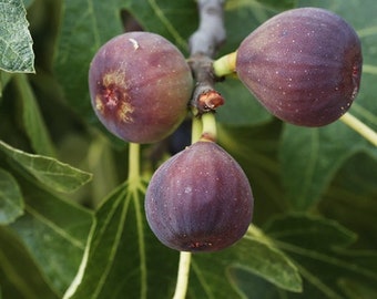 Fig Tree 15 Seeds