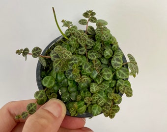 String of turtles live plant
