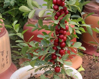 Chinese Dwarf Cherry 10 Seeds