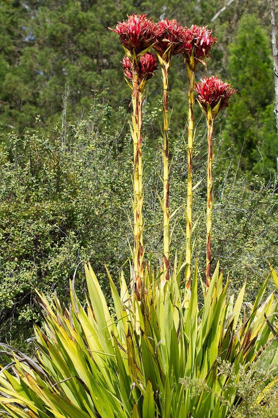 Gymea Lily Gift Shop