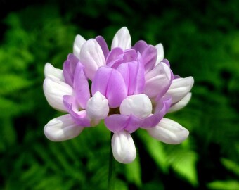 Crown Vetch 35 Flowering Seeds