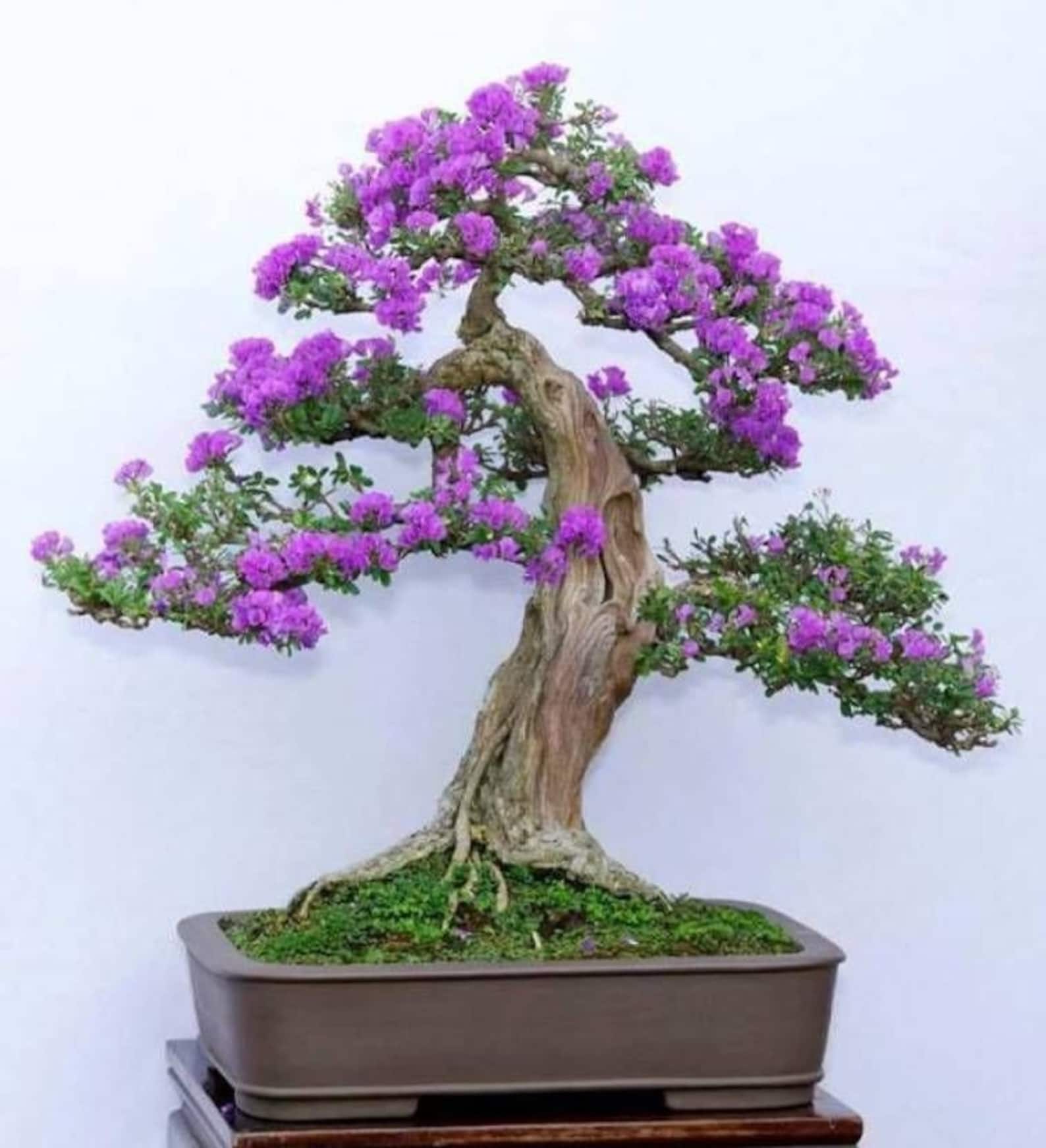 Jacaranda Bonsai Kit Pot Included Etsy