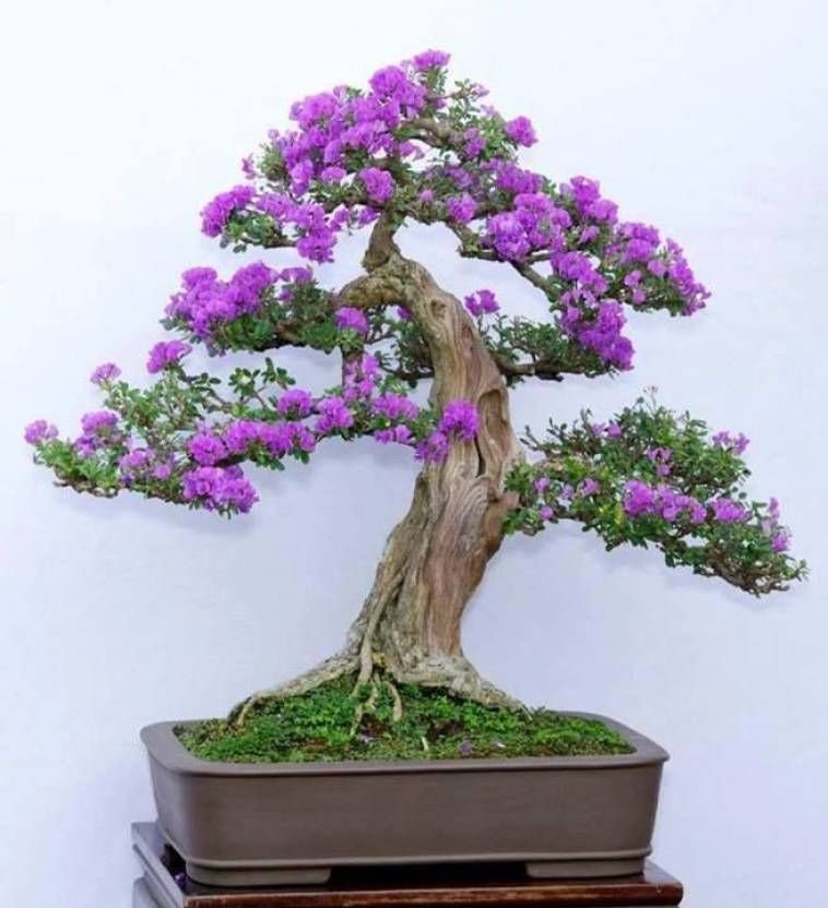 Buy Jacaranda Bonsai Kit pot Included Online in India - Etsy