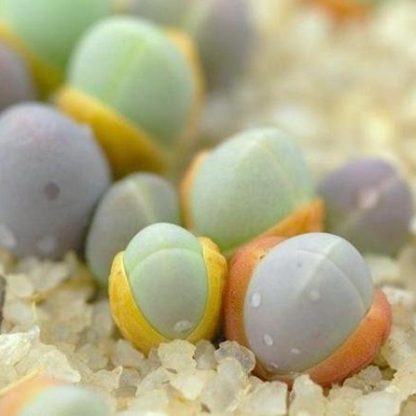 Exotic Gibbaeum Comptonii  15 Succulent Seeds