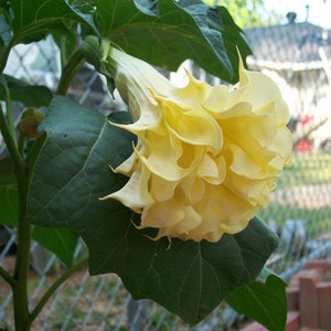 Trompeta de ángel amarillo exótico 10 semillas
