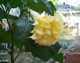 Exotic Yellow Angel Trumpet 10 Seeds