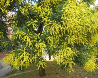 Puede incluir: Un árbol con largas ramas colgantes de flores amarillas brillantes. Las flores están agrupadas en densos racimos colgantes, creando una vibrante exhibición de color.