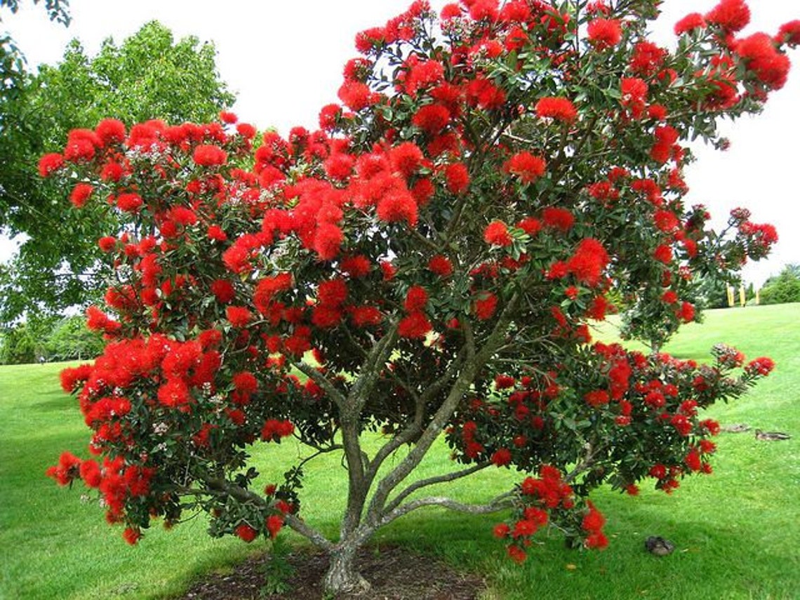 Rare Exotic New Zealand Christmas Tree 25 Seeds Etsy Canada