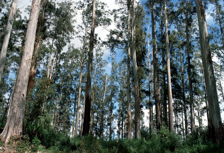Eucalyptus Regnans Seeds Australian Mountain Ash Fast Growing Flowering Tree 20