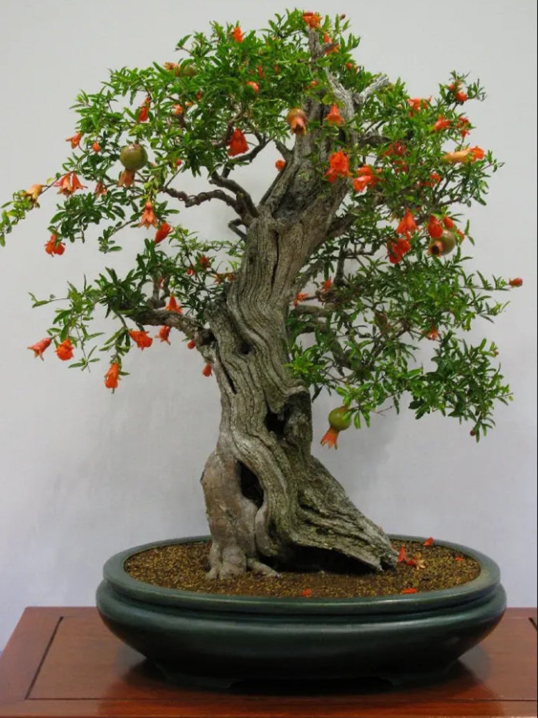 Grow Your Own Pomegranate Bonsai Kit pot Included - Etsy UK