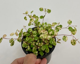 Variegated Angel Vine (Muehlenbeckia Axillaris) 2 Inch Pot Live Plant