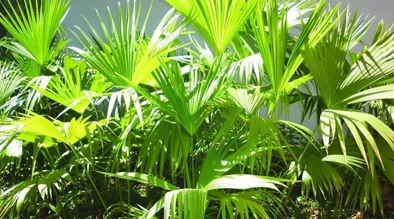 Panama Hat Palm 10 Plant Seeds