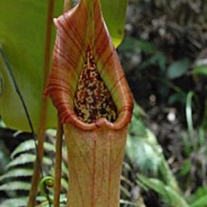 May include: A pitcher plant with a tall, tubular structure featuring a light green base that transitions into a reddish-brown upper section with vertical stripes. The opening has a wide, flared rim and a spotted interior, topped by a lid.