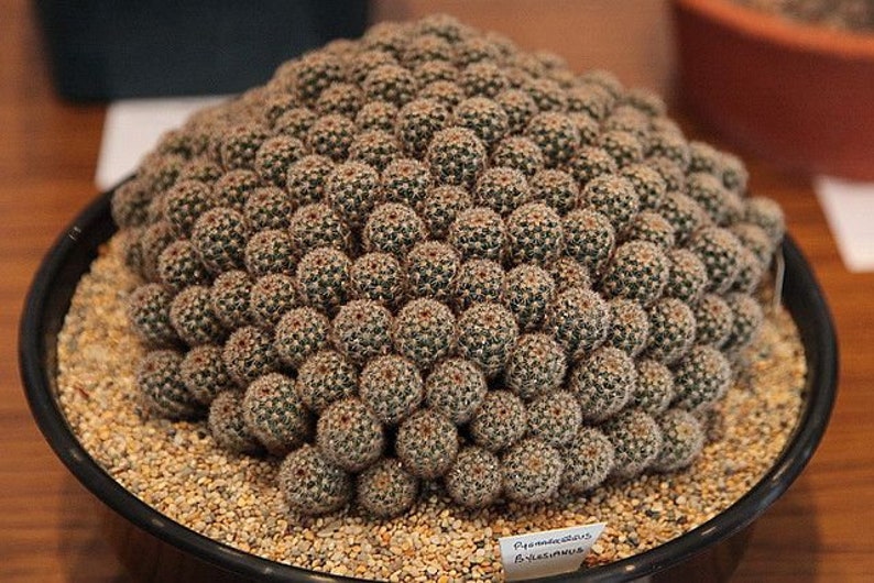 Cactus Pygmaeocereus bylesianus 5 Seeds image 1