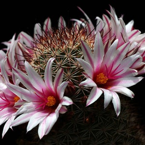 Mammillaria Fraileana 5 Graines de cactus