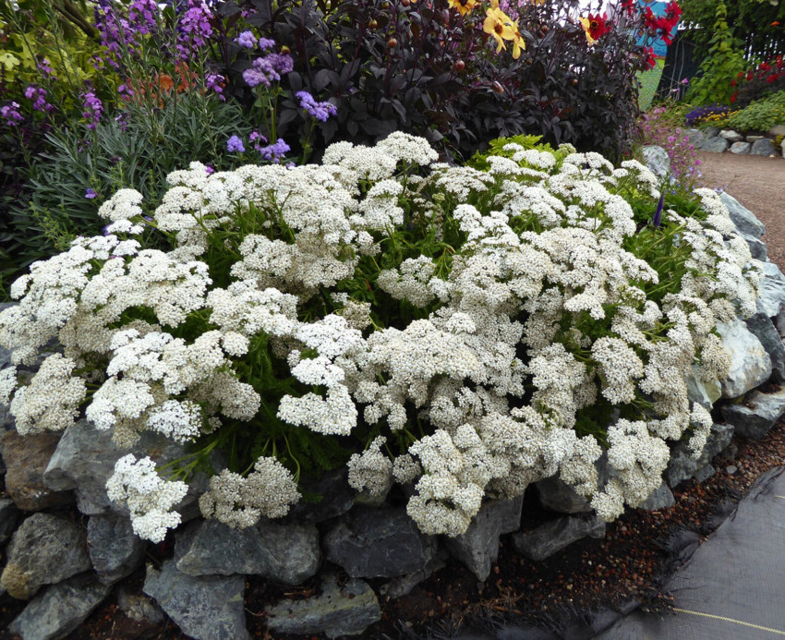 Beautiful White Ground cover White Yarrow 0.2g Etsy