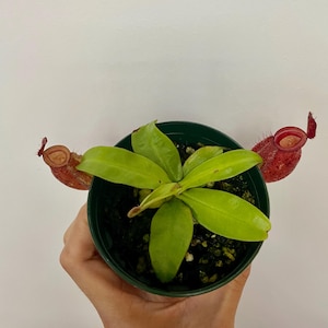 Peut inclure: Une plante carnivore Nepenthes dans un pot en plastique vert foncé. La plante présente des feuilles vert citron vif et deux pièges en forme d'urne rouge-brun mouchetés sur les côtés, chacun avec un petit couvercle et une surface poilue.