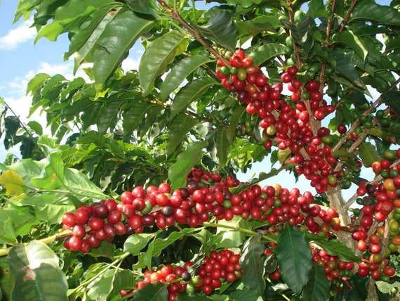 Coffea Arabica Coffee Plant 30 Seeds - Etsy Australia