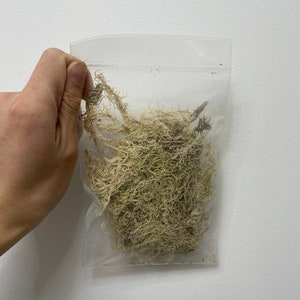 Könnte beinhalten: Ein transparenter Plastikbeutel gefüllt mit getrockneter, hellgrüner und weißer Moos.