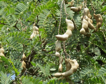 Tamarind  5 Tree Seeds