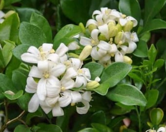 Orange Jasmine (Murraya paniculata)Bonsai