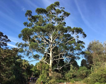 Rose Gum, Eucalyptus grandis 25+ semillas de árbol