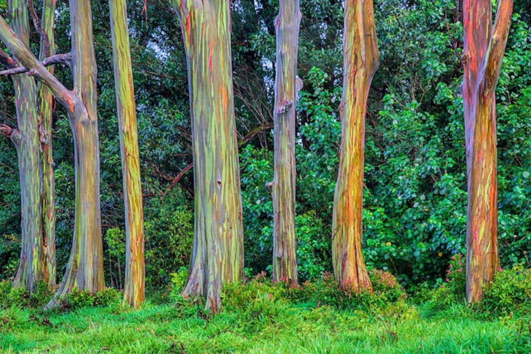Rainbow Tree rainbow Eucalyptus 50 Seeds Etsy Canada