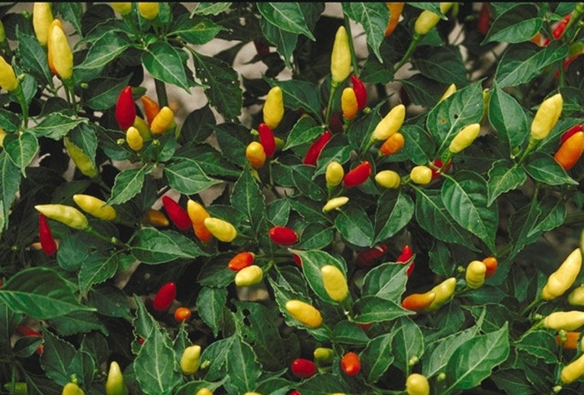 Hot Tabasco Pepper 15 Seeds Etsy