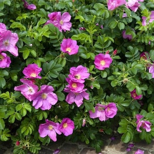 May include: A close-up of a bush with pink flowers. The flowers are in full bloom and have a delicate, ruffled appearance. The bush is surrounded by green leaves.