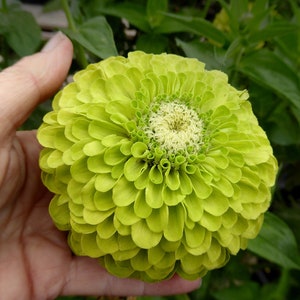 Op de afbeelding: Een levendige groene zinnia met een centrale cluster van gele bloemblaadjes. De bloem is volledig geopend en heeft een ronde vorm.
