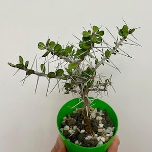 Peut inclure: Une petite plante épineuse avec des tiges ligneuses et de minuscules feuilles vertes arrondies. La plante est en pot dans un récipient en plastique vert vif rempli d'un mélange de petits cailloux blancs et gris foncé, avec de longues épines.