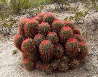 Fire Cactus 20 Seeds