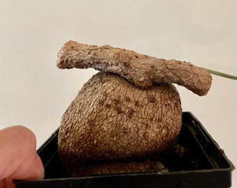 Grande plante vivante Stephania Suberosa en caudex