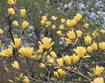 Yellow Magnolia 15 Tree Seeds