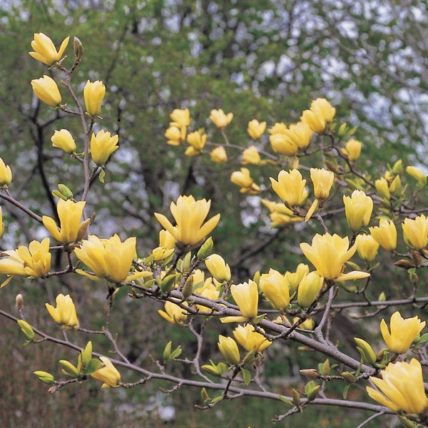 Yellow Magnolia 15 Tree Seeds
