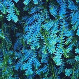 May include: A close-up of a blue fern plant with delicate, feathery fronds. The plant has a vibrant blue-green colour and a lush, textured appearance.