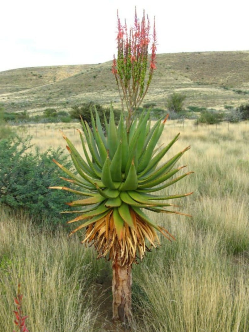 Rare African Mopane Aloe, Aloe littoralis 5 Seeds image 1