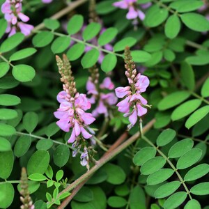 Peut inclure: Gros plan sur une plante avec des fleurs roses et des feuilles vertes. Les fleurs sont en grappes et ont un aspect délicat.