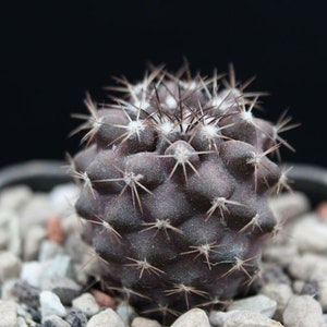 Può includere: Primo piano di un piccolo cactus viola scuro con spine bianche. Il cactus è in un piccolo vaso con ghiaia.
