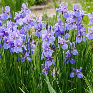 Peut inclure: Gros plan sur un groupe de fleurs d'iris bleues et violettes avec des feuilles vertes. Les iris sont en pleine floraison, montrant leurs pétales délicats et leurs motifs complexes. La photo capture une scène florale naturelle.