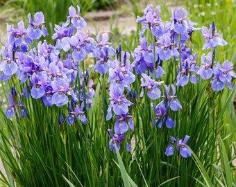 Sementes de flores da bandeira siberiana Iris Sibirica
