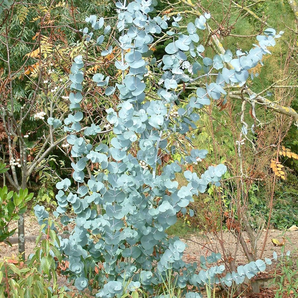Cider Gum Eucalyptus Gunnii 25 Tree Seeds Etsy Canada