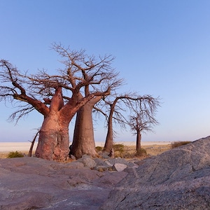 May include: A group of large, bare-branched trees with reddish-brown trunks stand on a rocky, dry landscape against a clear blue sky.