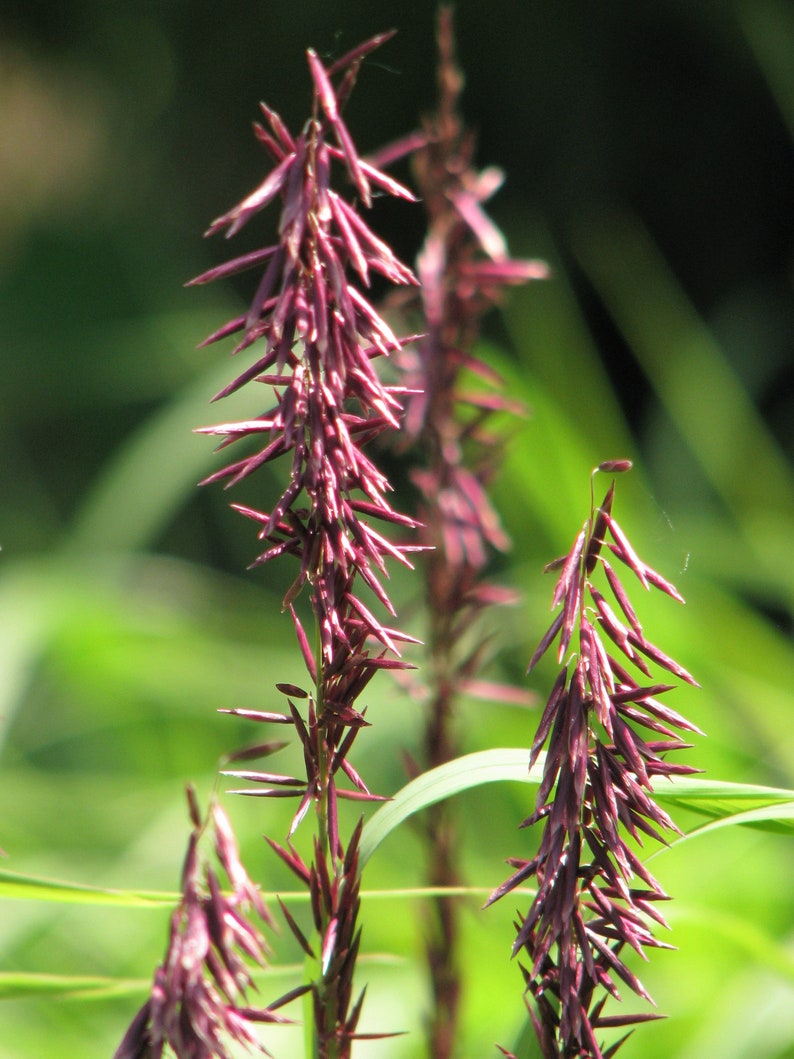 Ornamental Grass, Melica Altissima atropurpurea 15 Seeds image 1