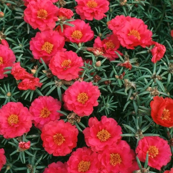 Ground Cover Moss Rose 25 Flowering Seeds